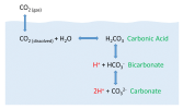 CO2_cycle.png